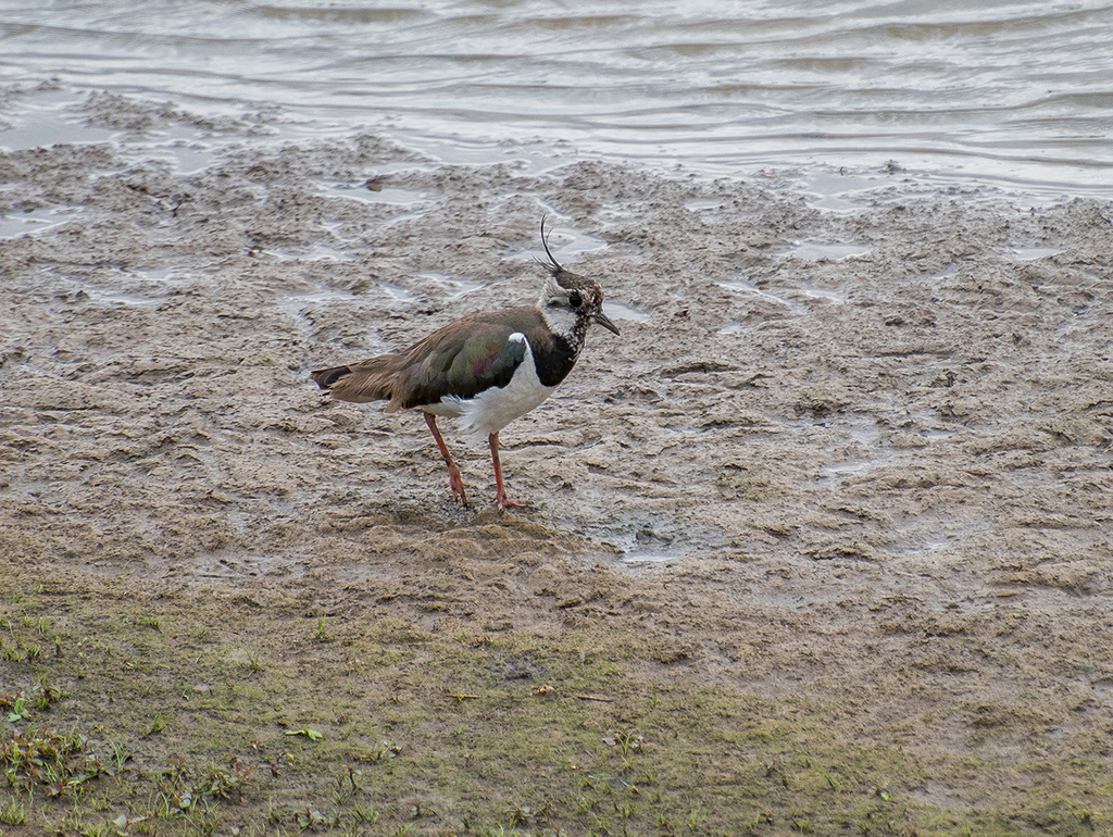 Lapwing.3jpg