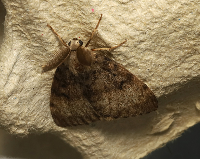 Moth IMG 5711