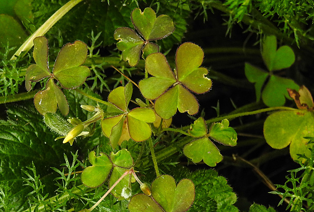 20210913 2857CPw [D~LIP] Gehörnter Sauerklee (Oxalis corniculata), Bad Salzuflen