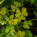 20210913 2857CPw [D~LIP] Gehörnter Sauerklee (Oxalis corniculata), Bad Salzuflen