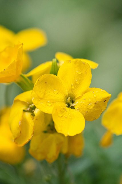 droplets on  yellow