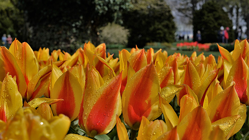 Morges VD / Tulpengarten