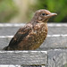 20230618 1001CP~V [D~LIP] Amsel ( Turdus merula) [Schwarzdrossel] [m+JV], Bad Salzuflen