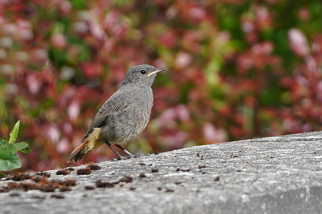 Der Start in ein aufregendes Vogelleben - The start of an exciting bird's life