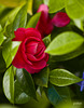 Camellia Japonica y Acanthus mollis+(1PiP)