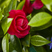 Camellia Japonica y Acanthus mollis+(1PiP)