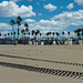 Washingtonia Palms Behind the Beach