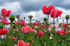 Papaver Somniferum