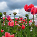 Papaver Somniferum