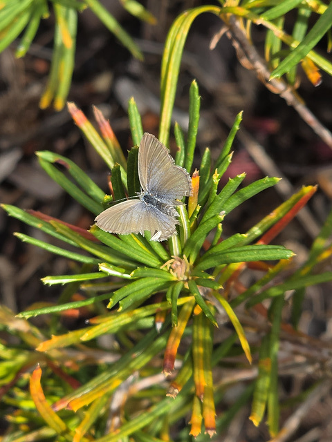 Small salt bush blue