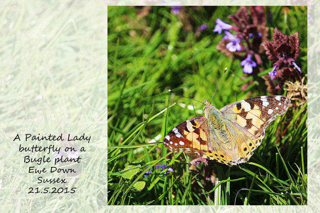 Painted Lady - Ewe Down - Sussex - 21.5.2015