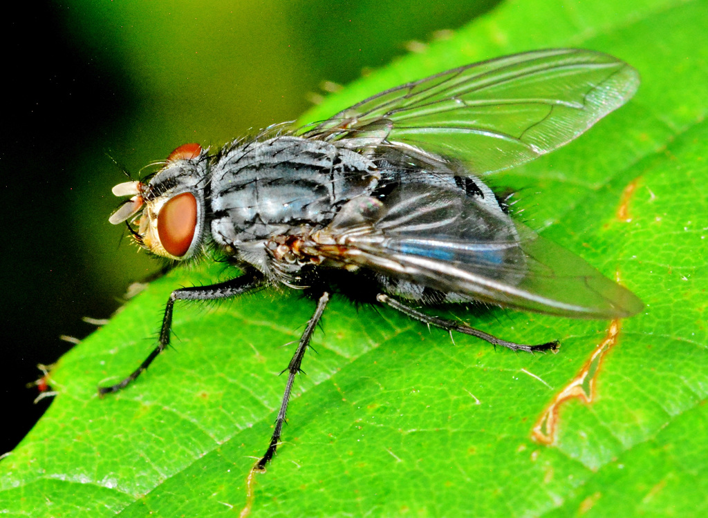 Bluebottle. Blow Fly. Calliphora vomitoria