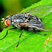 Bluebottle. Blow Fly. Calliphora vomitoria