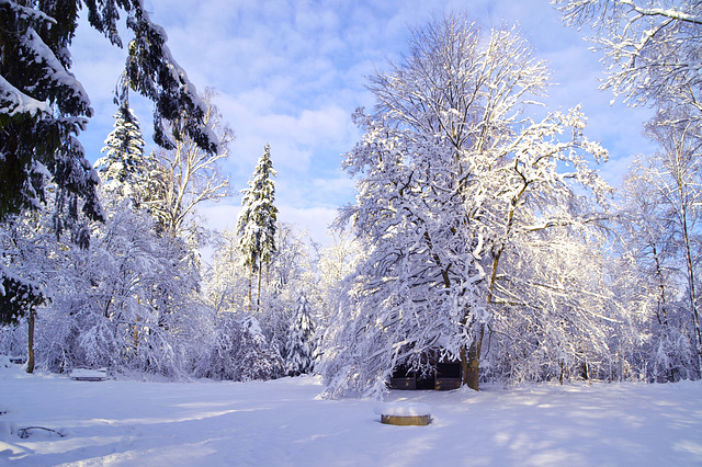 Wintertraumwald