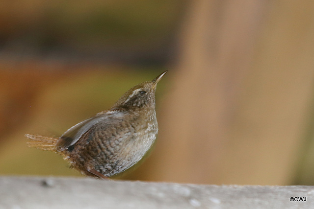 The Gazebo wren