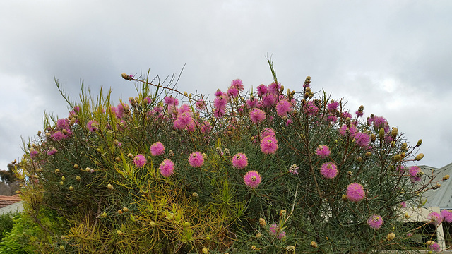 melaleuca WA