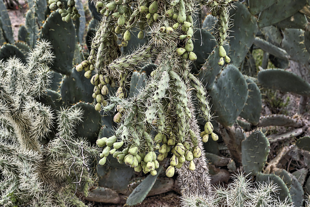 Hodgepodge – Desert Botanical Garden, Papago Park, Phoenix, Arizona