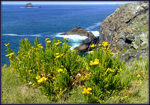 Rock samphire in flower