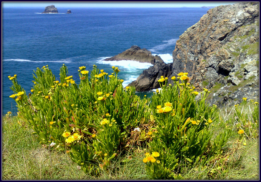 Rock samphire in flower