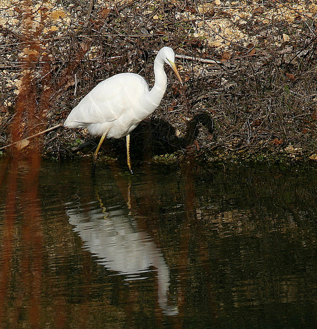 Grande aigrette à bec jaune