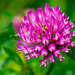 A wildflower at the side of the Wirral Way