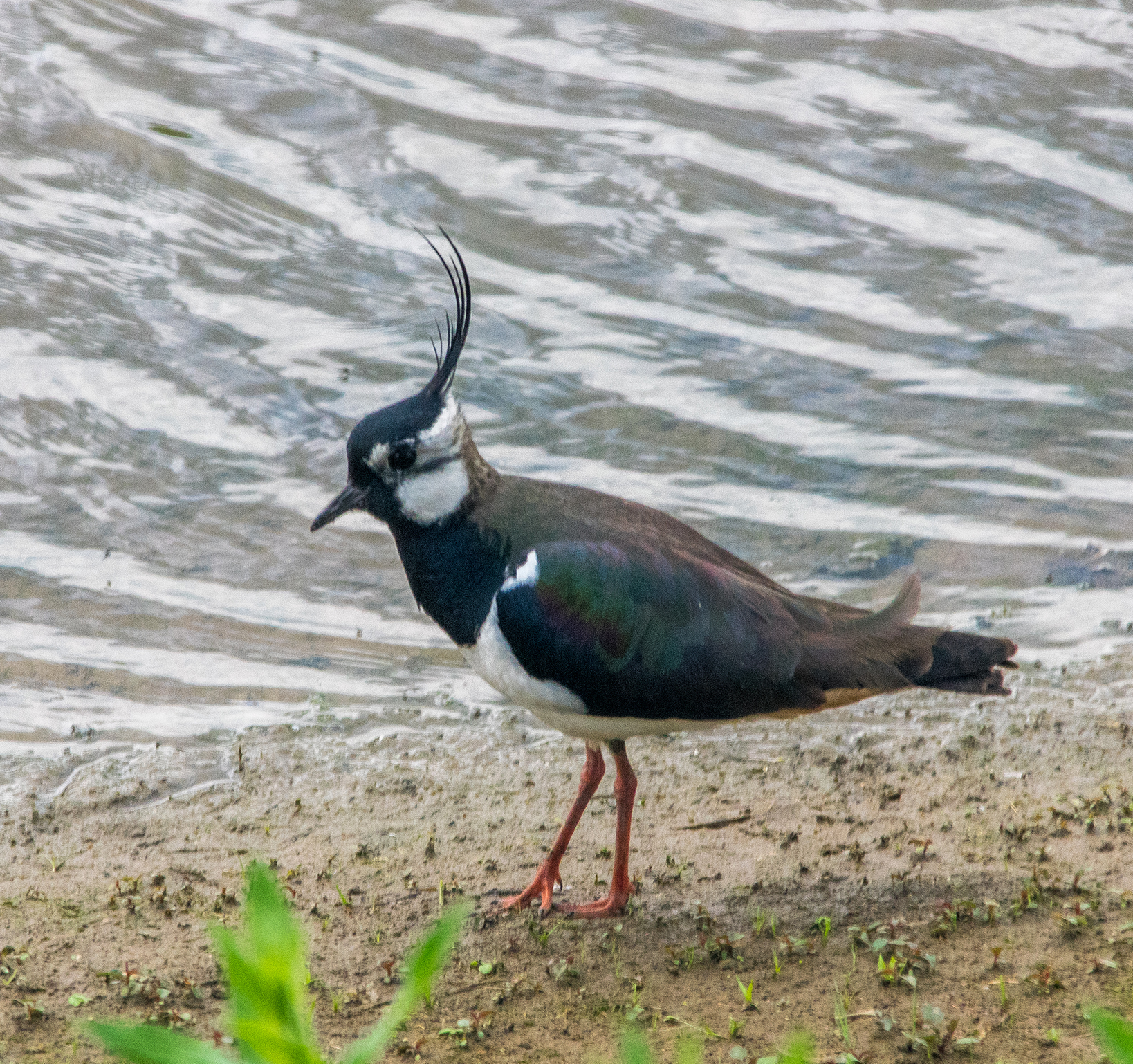 Lapwing