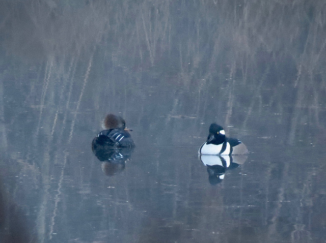 Hooded mergansers