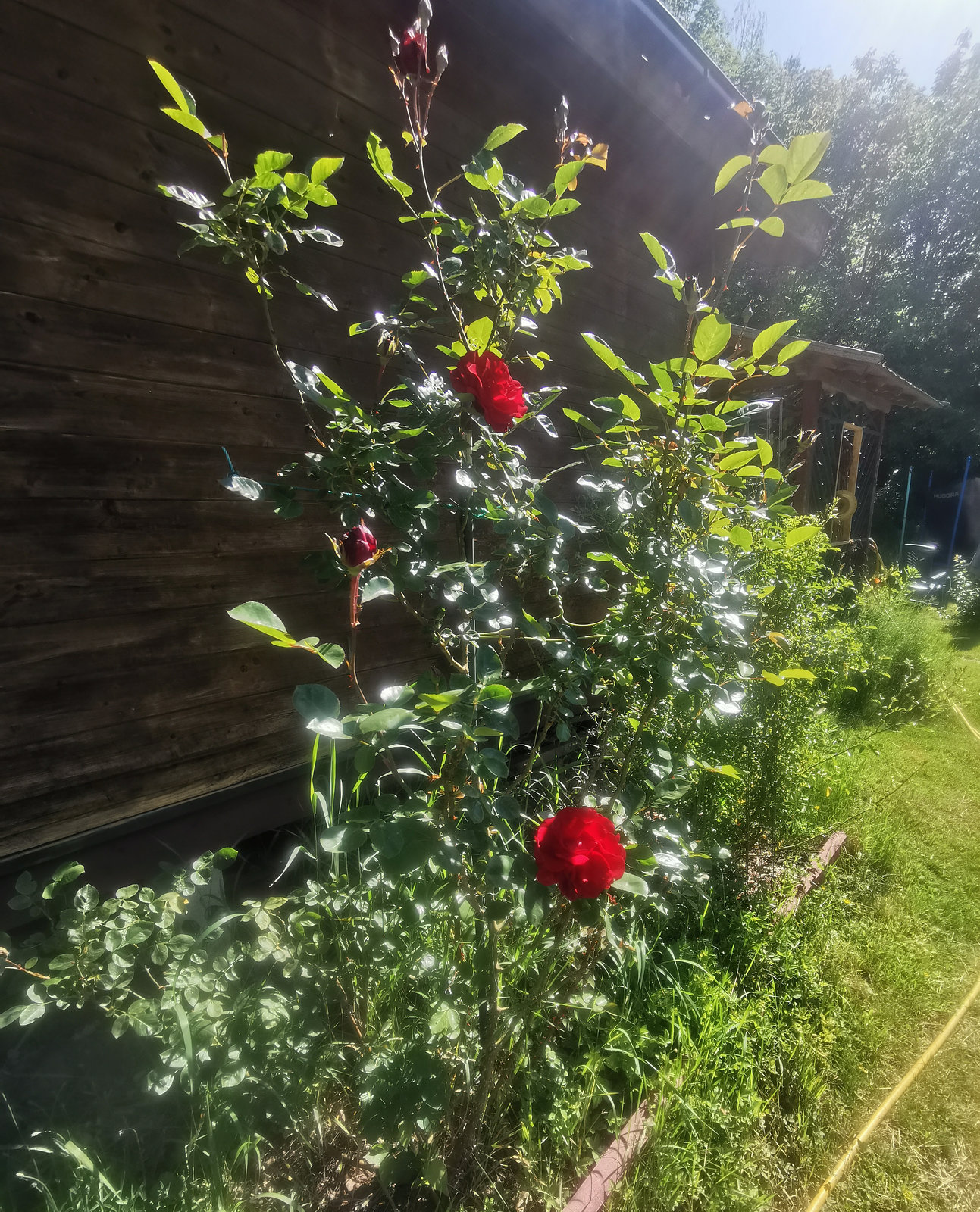 Grün und Rot im Sonnenlicht