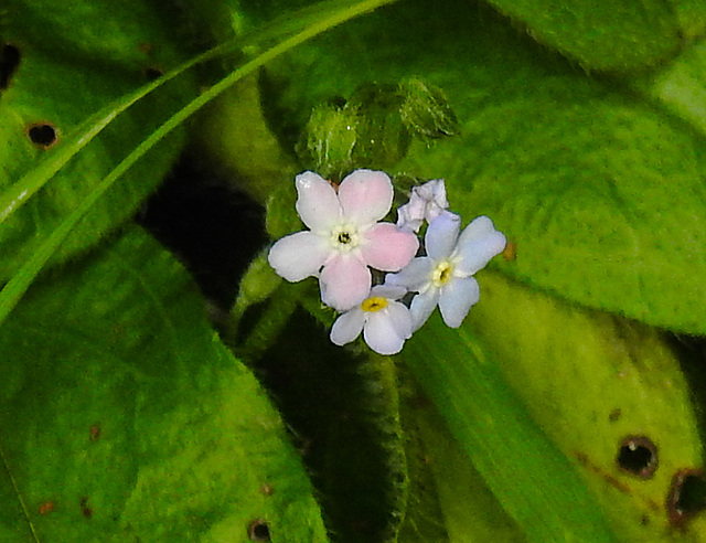 20210913 2860CPw [D~LIP] Wald-Vergissmeinnicht (Myosotis sylvatica), Bad Salzuflen