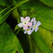 20210913 2860CPw [D~LIP] Wald-Vergissmeinnicht (Myosotis sylvatica), Bad Salzuflen