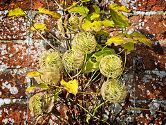 Autumn Clematis