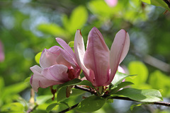 Magnolia Moment