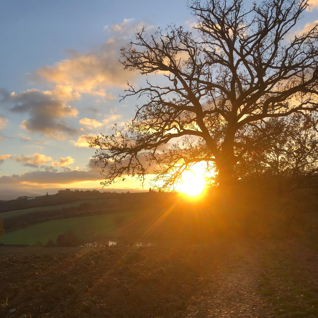 By the old oak tree.