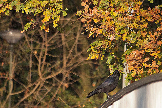 20111112 6903RAw [D~HF] Rabenkrähe, Eiche, Herford