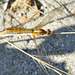 Broad Scarlet f (Crocothemis erythraea) 3