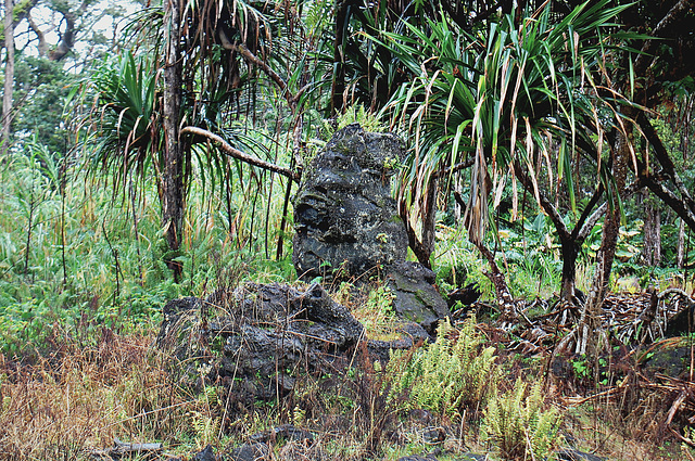 Lava tree