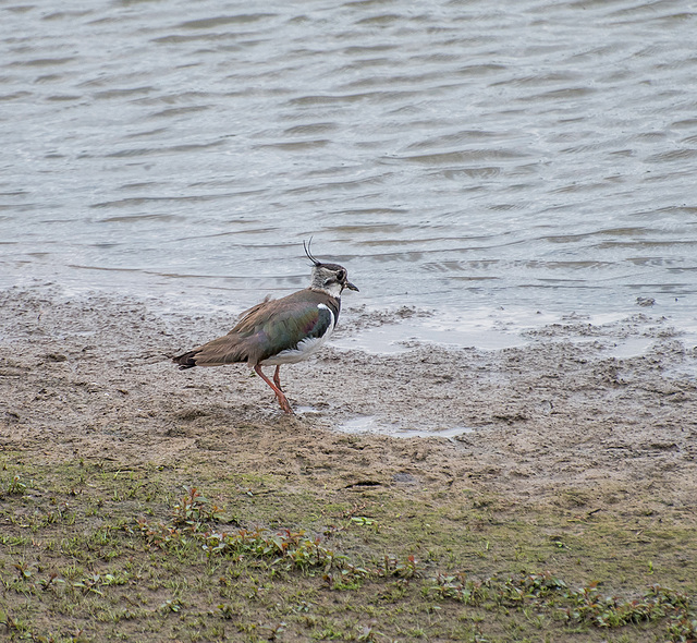 Lapwing2