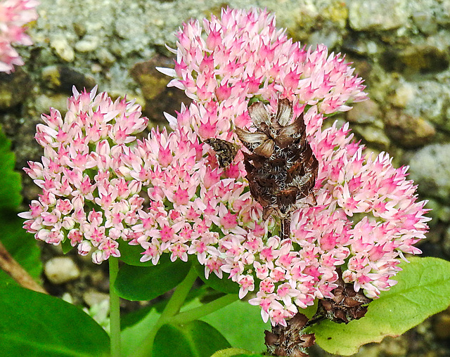 20210913 2862CPw [D~LIP] Fetthenne (Sedum 'Herbstfreude'), Günsel (verblüht), Brennnessel-Spreizflügelfalter, Bad Salzuflen