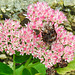 20210913 2862CPw [D~LIP] Fetthenne (Sedum 'Herbstfreude'), Günsel (verblüht), Brennnessel-Spreizflügelfalter, Bad Salzuflen