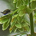 20230618 1015CPw [D~LIP] Stumpfblättriger Ampfer (Rumex obtusifolius), Schwarze Blattlaus, Bad Salzuflen