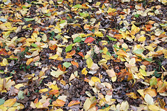 Herbst-Teppich