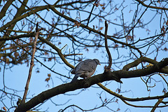 20111112 6905RAw [D~HF] Taube, Herford 1