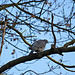 20111112 6905RAw [D~HF] Taube, Herford 1