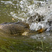 Carp Spawning