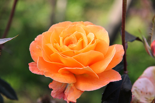 Rose im Herbst - (PIP)