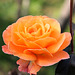 Rose im Herbst - (PIP)
