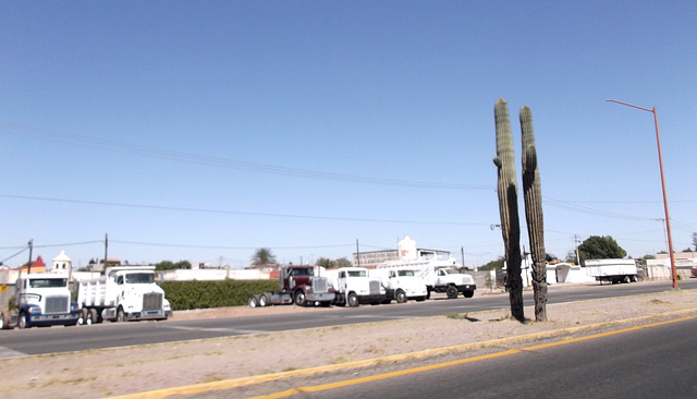 Cactus et camions de transport