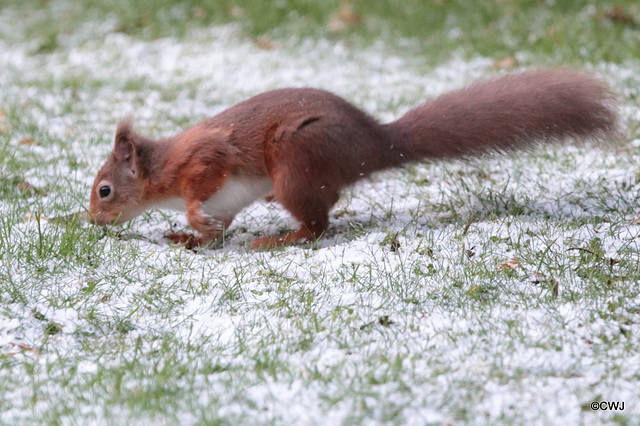 It is cold work foraging in snow