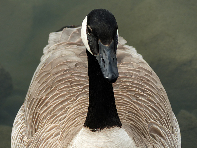 "Just" an everyday Goose