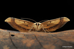 Luxiaria phyllosaria (Walker, 1860)